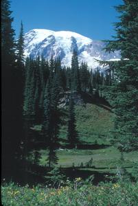 Mt. Rainier, Paradise park, 86